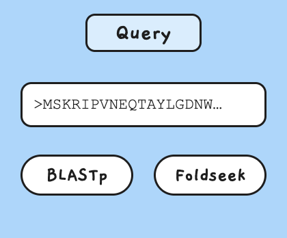 Query with a sequence via BLASTp or Foldseek